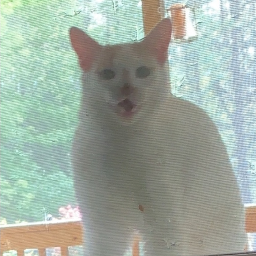 Meet your Posher, Gloria